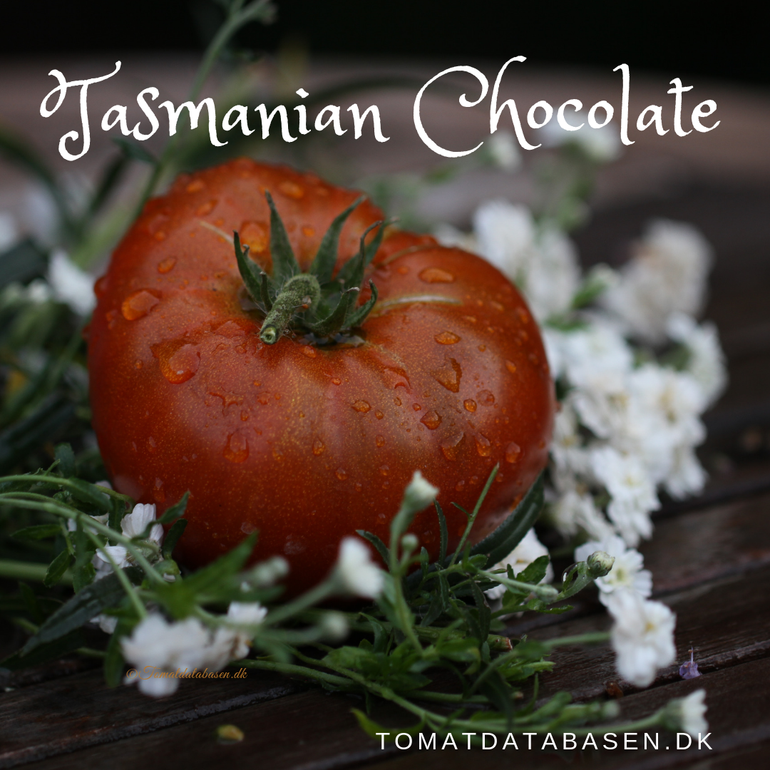 Tasmanian Chocolate